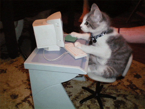 Cat playing computer